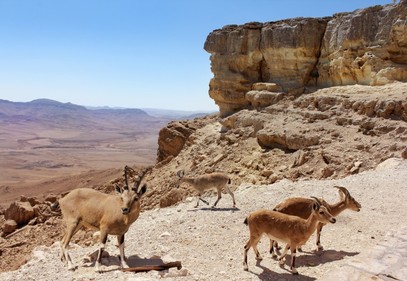 Eilat-Berge mit Jeep